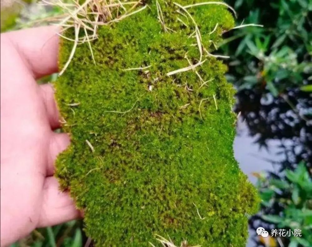 2种简单的方法让盆景里长出绿油油的苔藓漂亮又美观