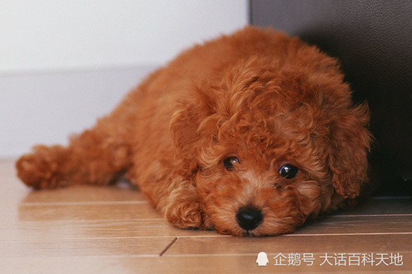 聪明泰迪的三大伎俩，装无辜、装可怜、耍赖皮，让你真的很无奈