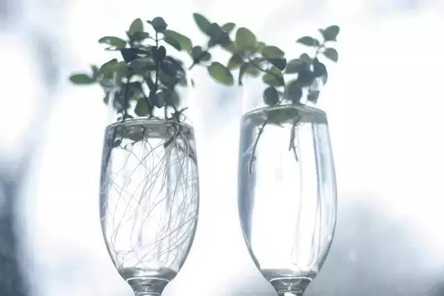 养花《用小玻璃瓶水培生根的薄荷,养成窗台的精致盆栽