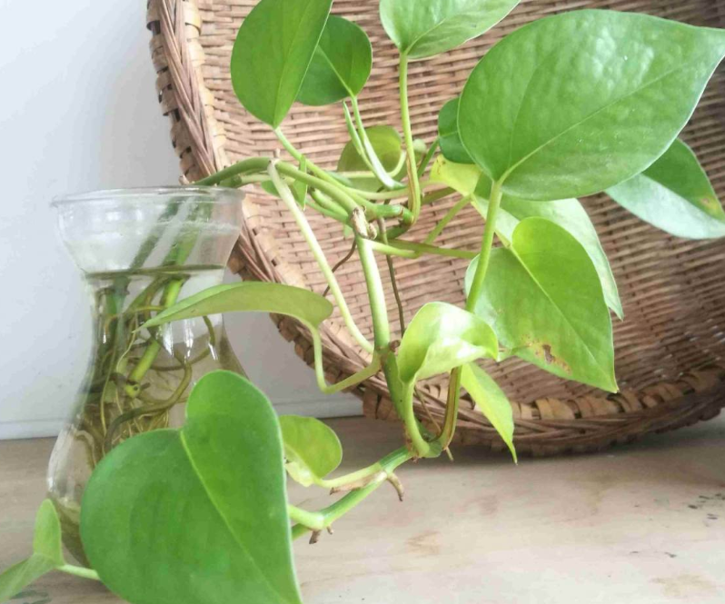 夏天养绿萝,注意4个小细节,叶子绿得能滴油!