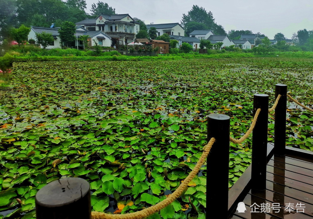 南京江宁观音殿微风吹皱池水涟漪构成了一幅静谧的乡村画卷