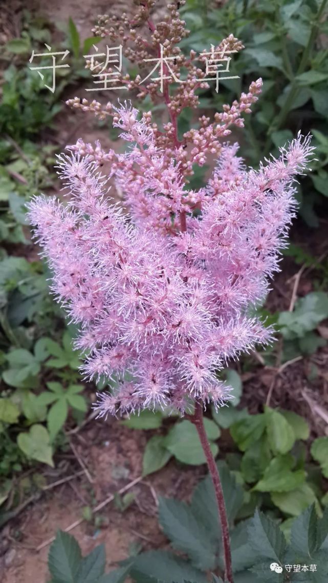 落新妇astilbe chinensis(maxim.) franch. etsavat.