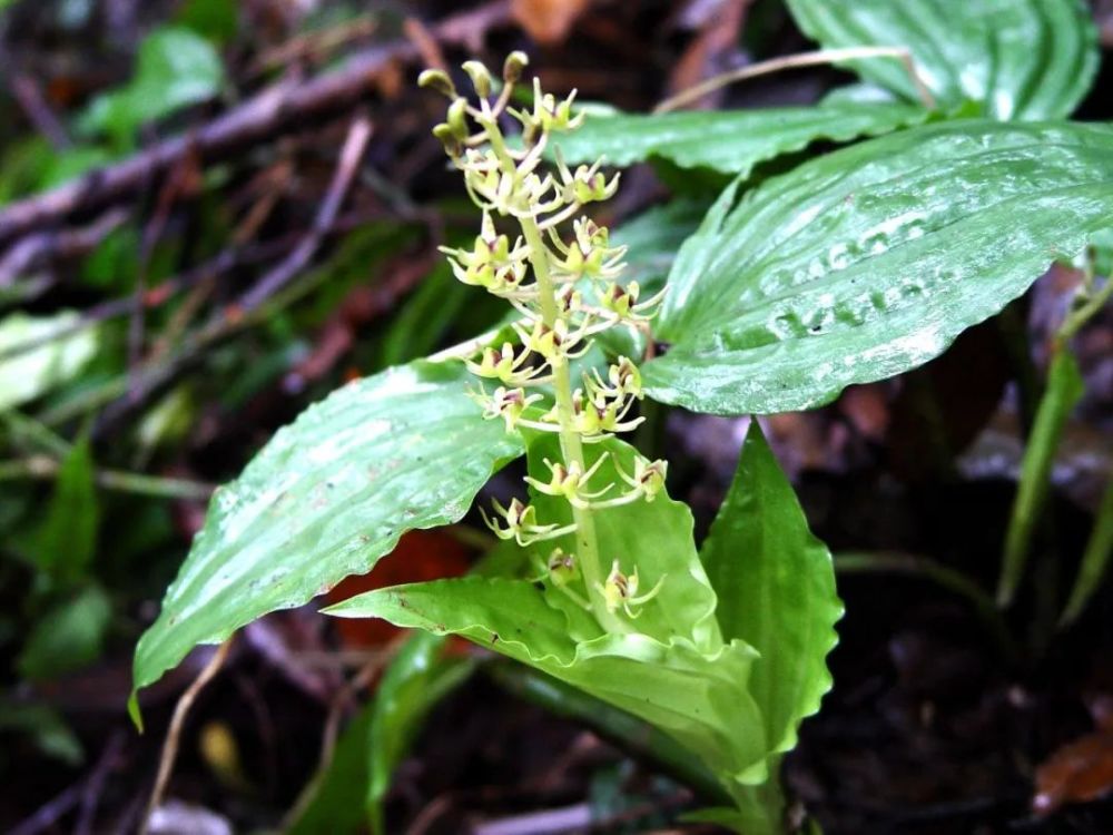 药材"石仙桃"的主要来源 石仙桃pholidota chinensis