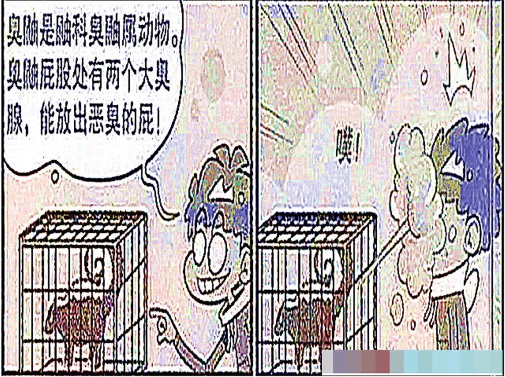 衰哥与"臭鼬"放屁大对决,衰哥的"一泻千里"轻松战胜臭鼬!