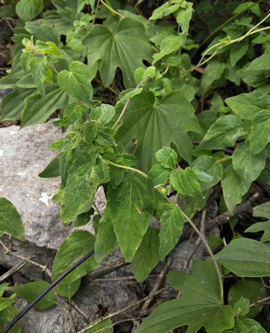 华东名贵药材——明党参