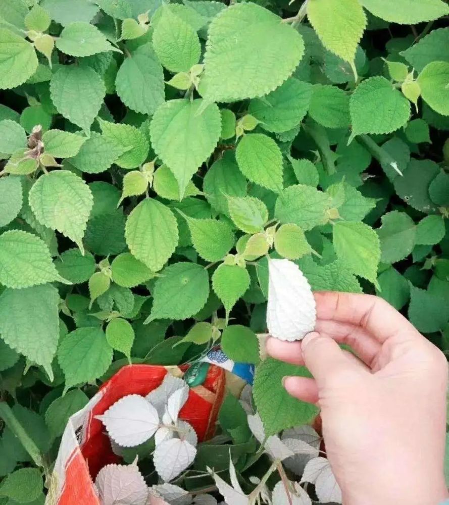 "麻叶果"是打开云和人童年味蕾记忆的一把钥匙