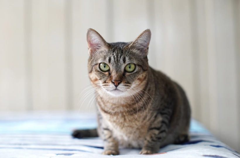 猫咪瞳孔为何会张开？到时候可别做这4种错误行为，可能伤到猫咪