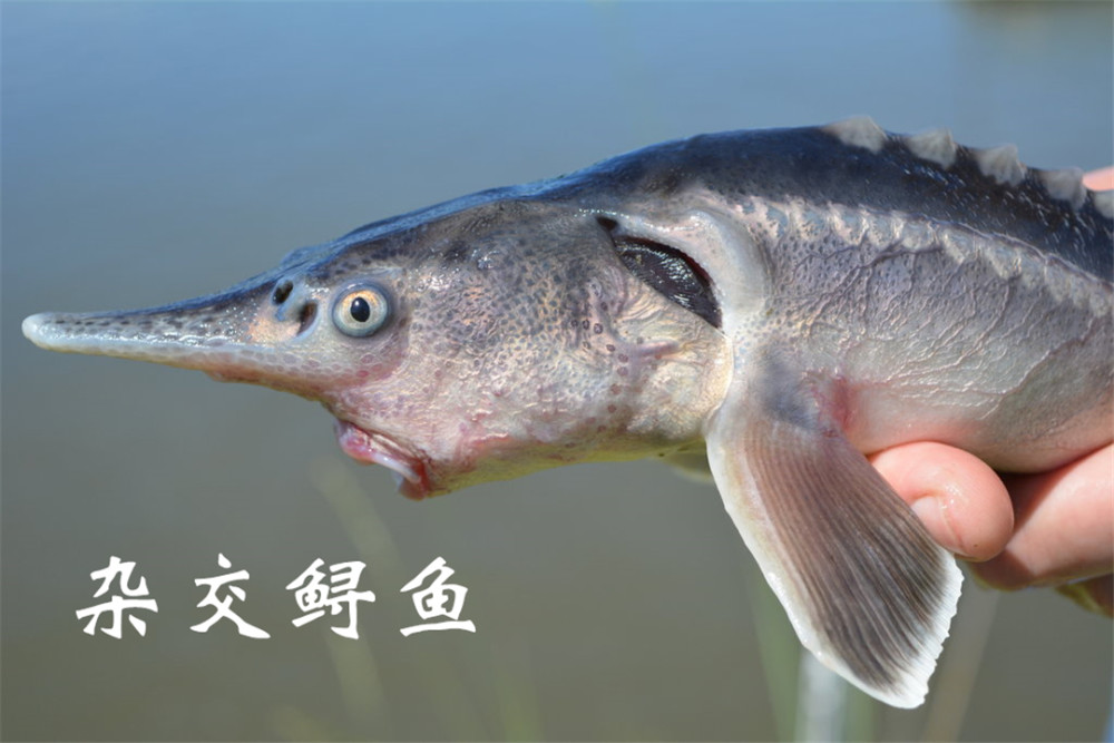 俄罗斯鲟和美国匙吻鲟杂交出了"狮虎鱼",生物学家:不敢相信