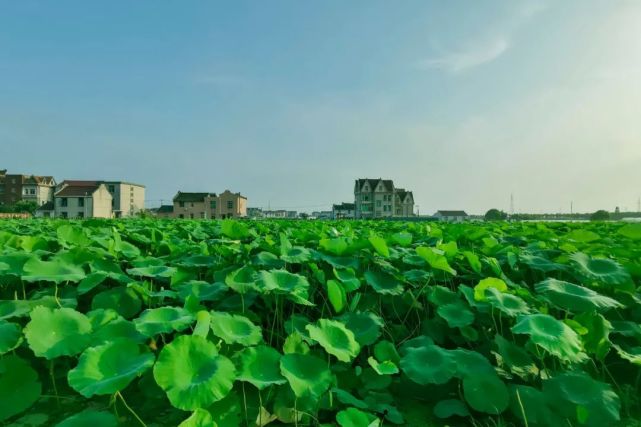 上海的夏天属于临港,这里是上海夏天最凉爽的地方