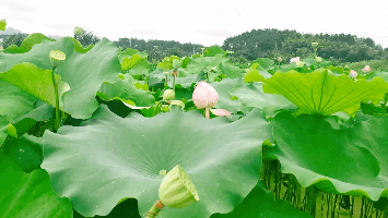 永康这里的莲花开了……|永康|荷花|莲花池|文化礼堂