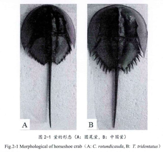 其次,一部分鲎是有毒的,像圆尾鲎的肌肉和性腺中含有河豚毒素,这是