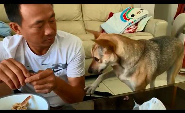 主人喂狗吃饭前要先剪指甲，它马上躲得远远的：不好意思打扰了！