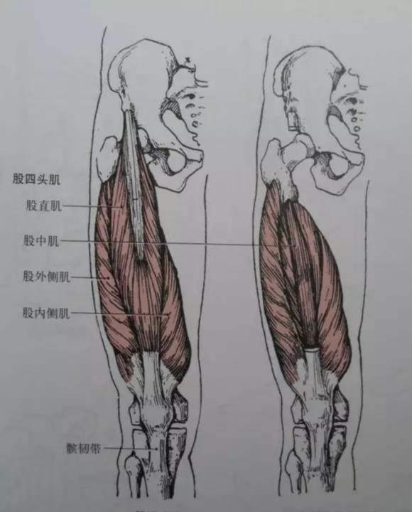 练腿的好处多到你想不到，4个居家训练动作，帮你练好腿部肌群