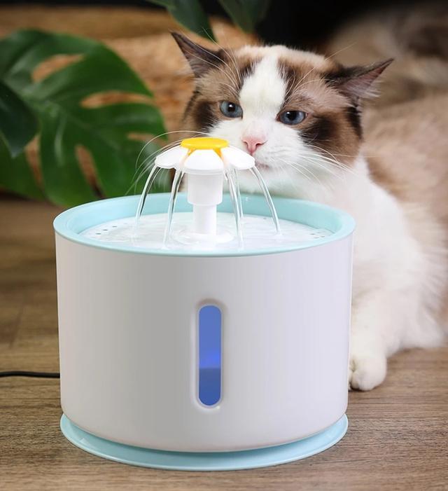 为什么我们很少看到猫喝水?
