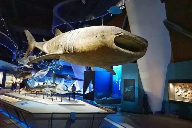 天津国家海洋博物馆参观攻略你想和谁一起看遍星辰大海