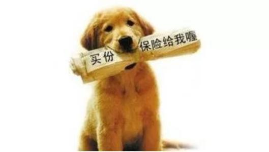 猫狗也可“脸部识别”了！支付宝步步进军“宠物险”市场