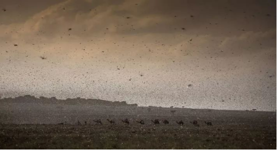 卫星拍到英国上空绵延80公里的飞蚁群,英国专家:不用