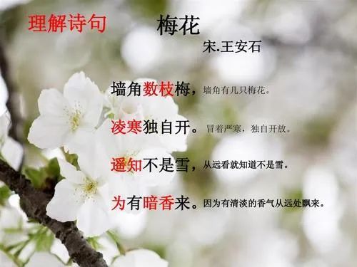 【每天一首】之《梅花》小学生必背古诗词