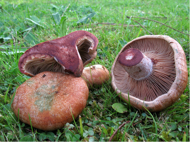 荒野维生野菜系列红乳菇