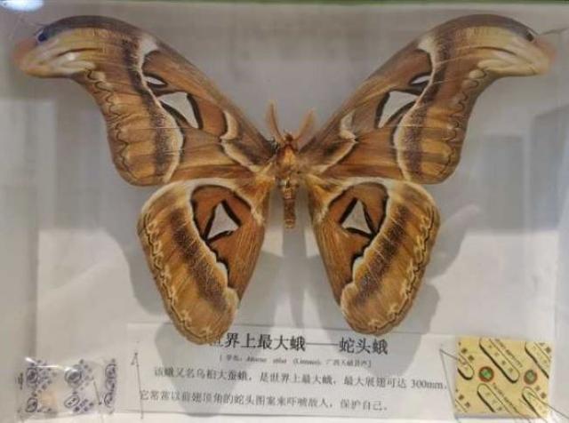 他的收藏中有"世界上最漂亮的蝴蝶—南美洲光明女神蝶","最大的蝴蝶