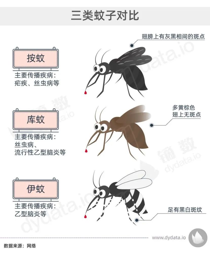 数据来源:网络 蚊子的种类千奇百怪,个头也可以很惊人.