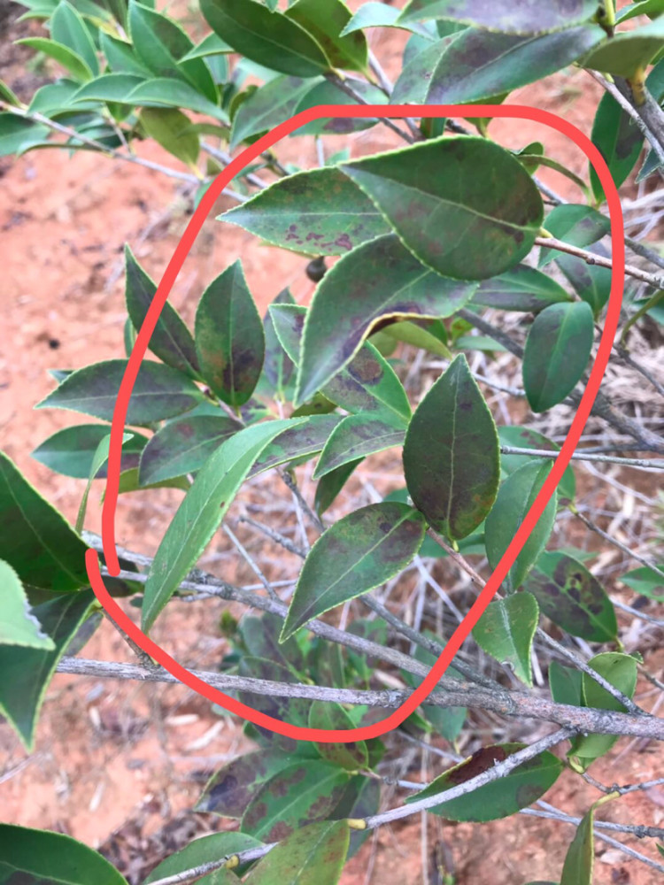 野山油茶培育与管理