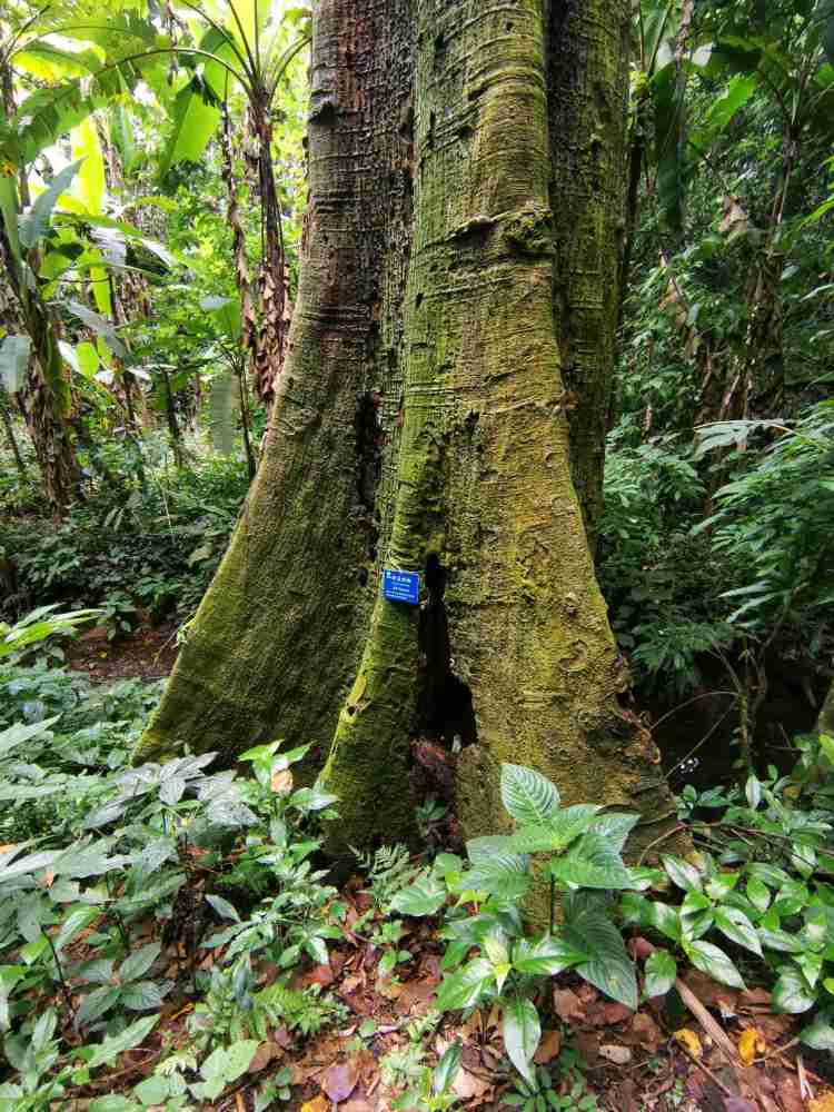 中科院勐仑植物园-探秘原始森林