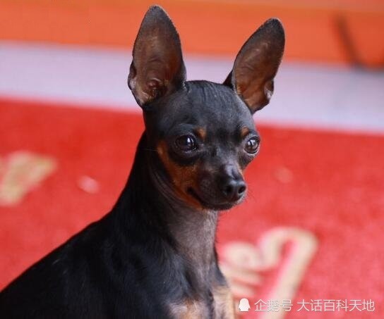 国际上不认可此犬种,所以它没有出现在世界犬类智商排名中,但从小鹿犬