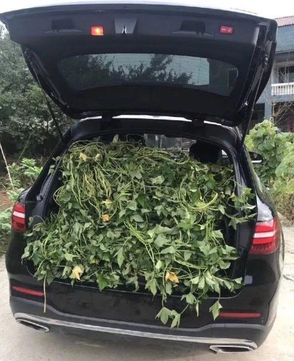 后备箱有“四不放”，不管汽车多少钱，都不要长时间存放