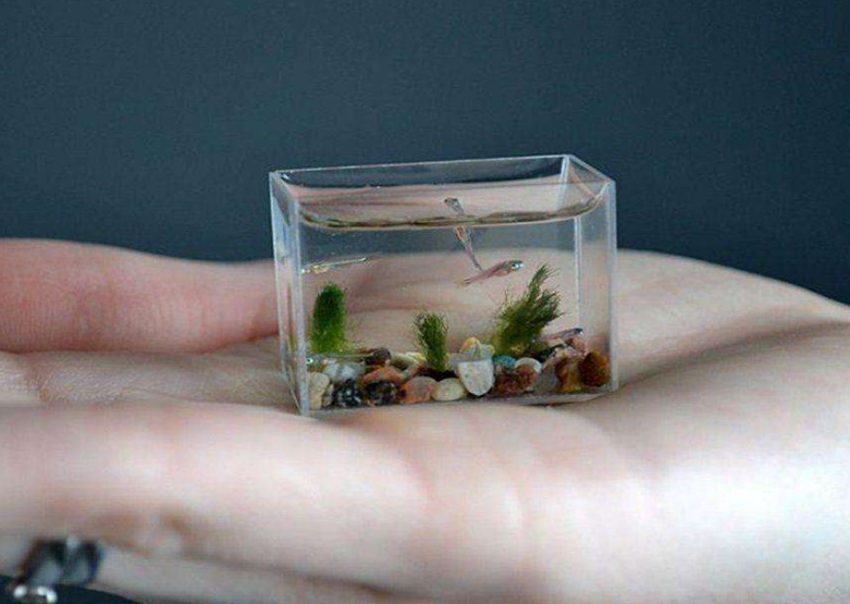 世界上最小的鱼缸，仅有3厘米长，用放大镜才能看清楚鱼！