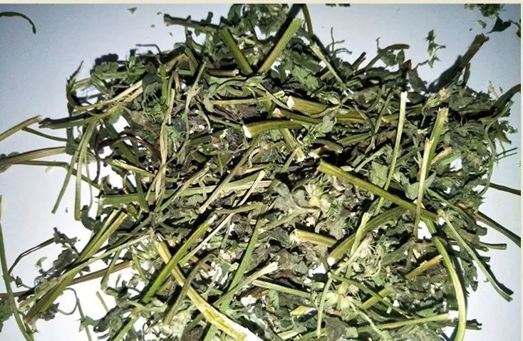 益母草有什么特征?有伪品吗?男人可以吃吗?