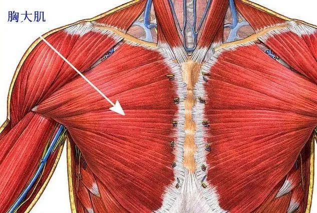 胸大肌是我们人体前面躯干两侧的一对肌肉,附着在胸骨,肋骨,锁骨和