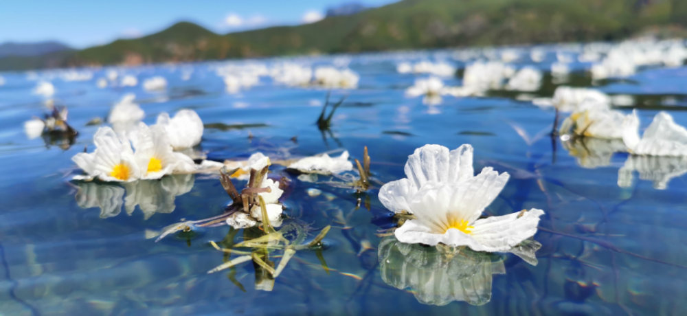 陪你一起闯进泸沽湖的花海