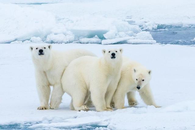 加拿大科学家警告:全球变暖,北极熊很可能在80年内灭绝!