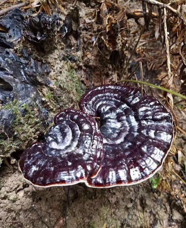 又名"不死药",有"灵芝草" "长寿仙草","瑞草"之称 野生灵芝一般生长在