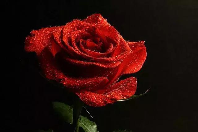 塔罗占卜:4种颜色的玫瑰花,你最喜欢哪种?测你内心真实的性格