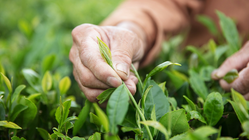 小罐茶帮助政和茶农脱贫致富 为优质白茶走出大出提供助力