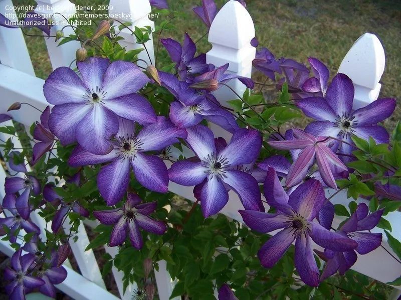 神秘面纱——来自日本的一个品种,花瓣有深红色或者蓝紫色.