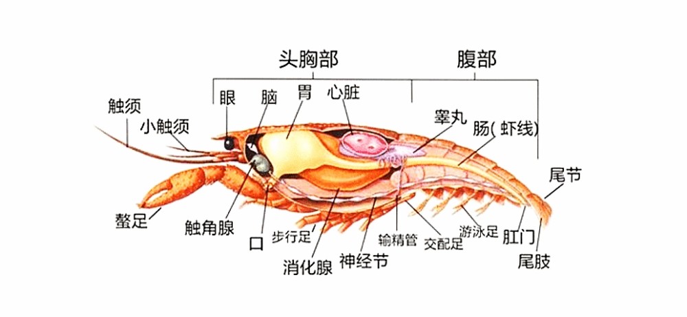 小龙虾引争议,虾头里是"虾黄"还是"虾屎?很多人傻傻分不清