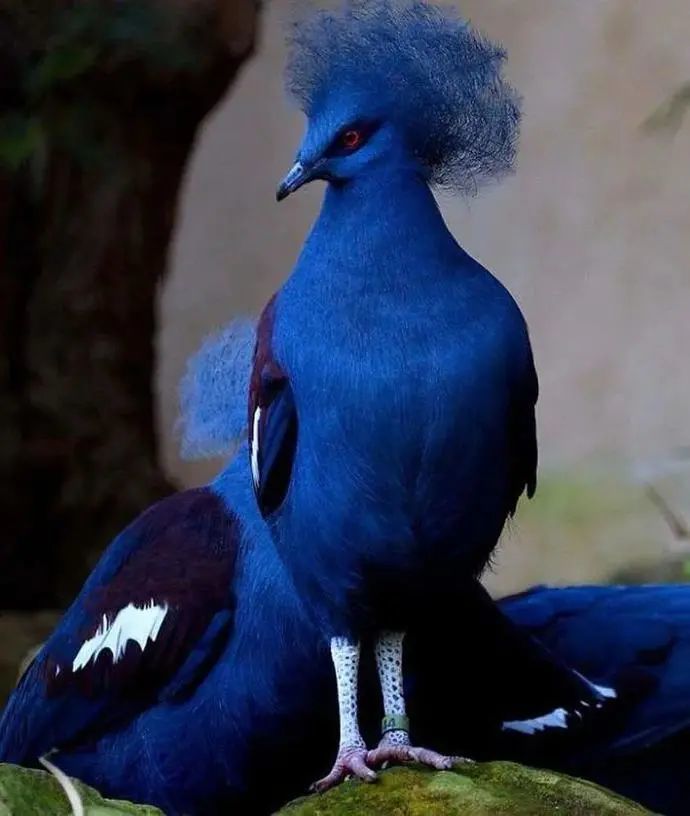 图集▎世界上最漂亮稀有的鸟儿都在这里了