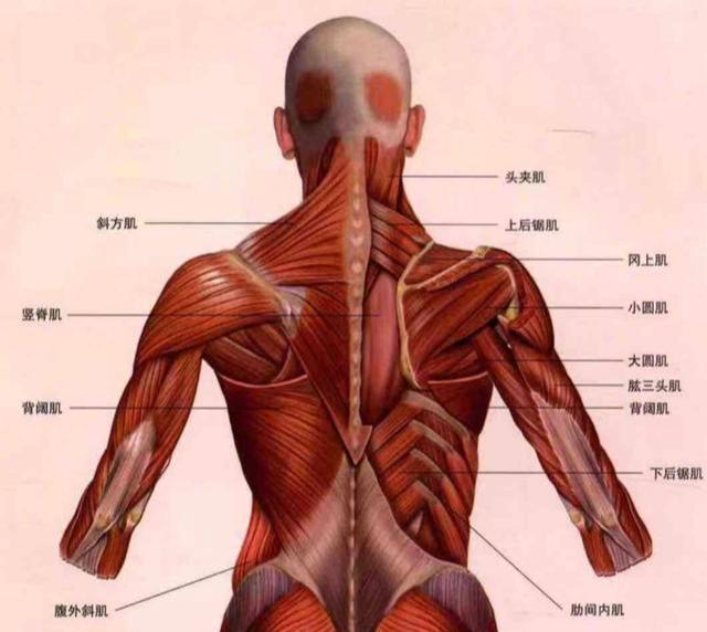 背部增肌真的难练吗？这4个动作，帮你练出真正雄壮的背部肌群