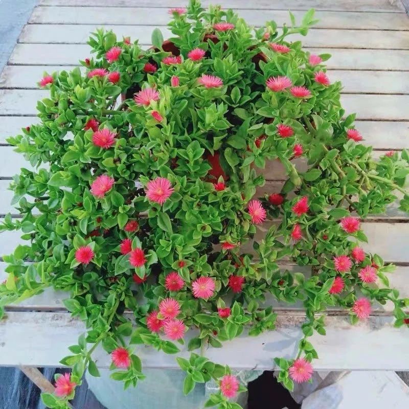 适合新手养的四种花,好看又好养,花期长,家里养一盆,一年四季都有花看