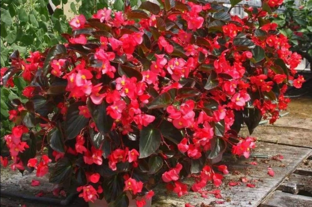 养四季秋海棠夏天做好4点植株不休眠照常开花