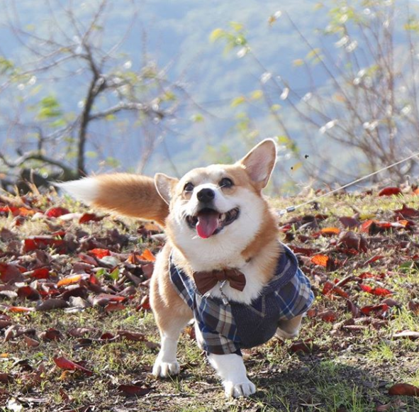 这只有大尾巴的柯基犬表情搞怪圈粉无数红遍全网