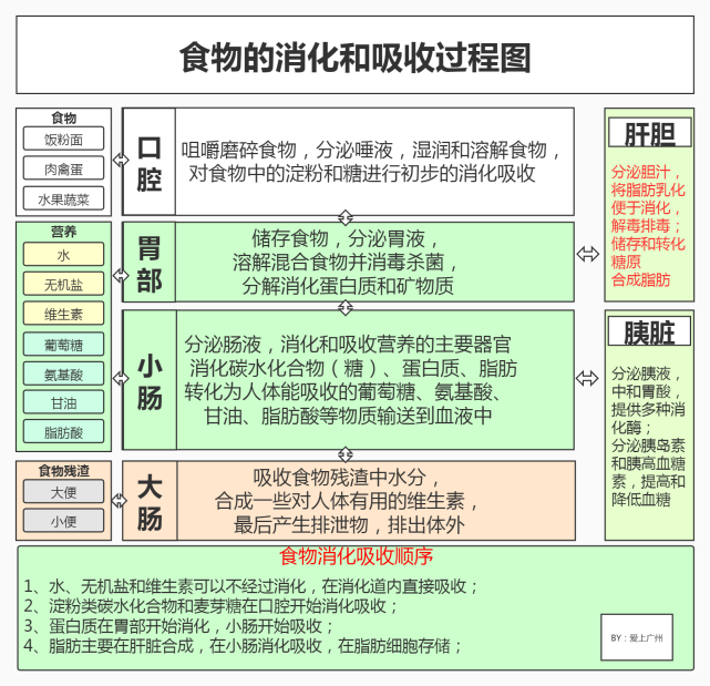 一张图看懂食物消化的过程!