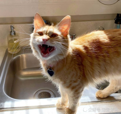 这5张图让你听到猫叫的声音,最能触动你心弦的是哪一只?