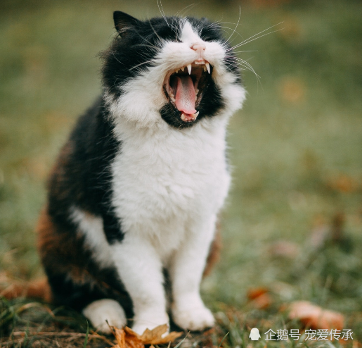 这5张图让你听到猫叫的声音,最能触动你心弦的是哪一只?