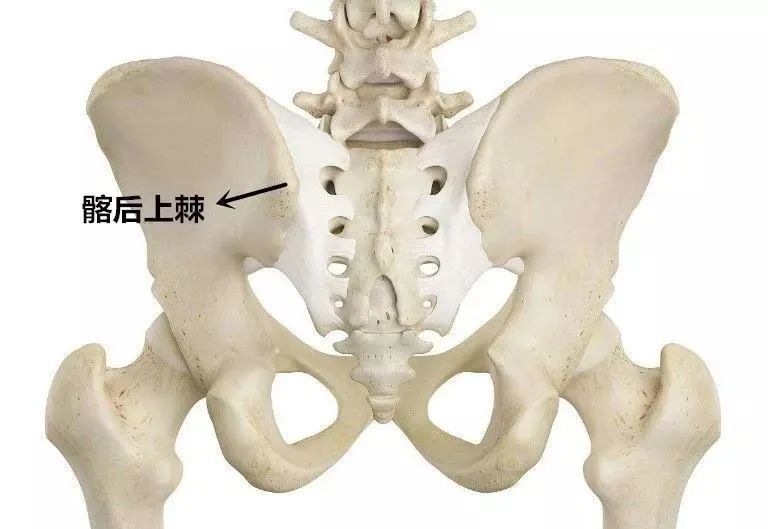 图示:髂后上棘图示:定位髂后上棘图示:定位压痛点图示:压痛点的放射痛