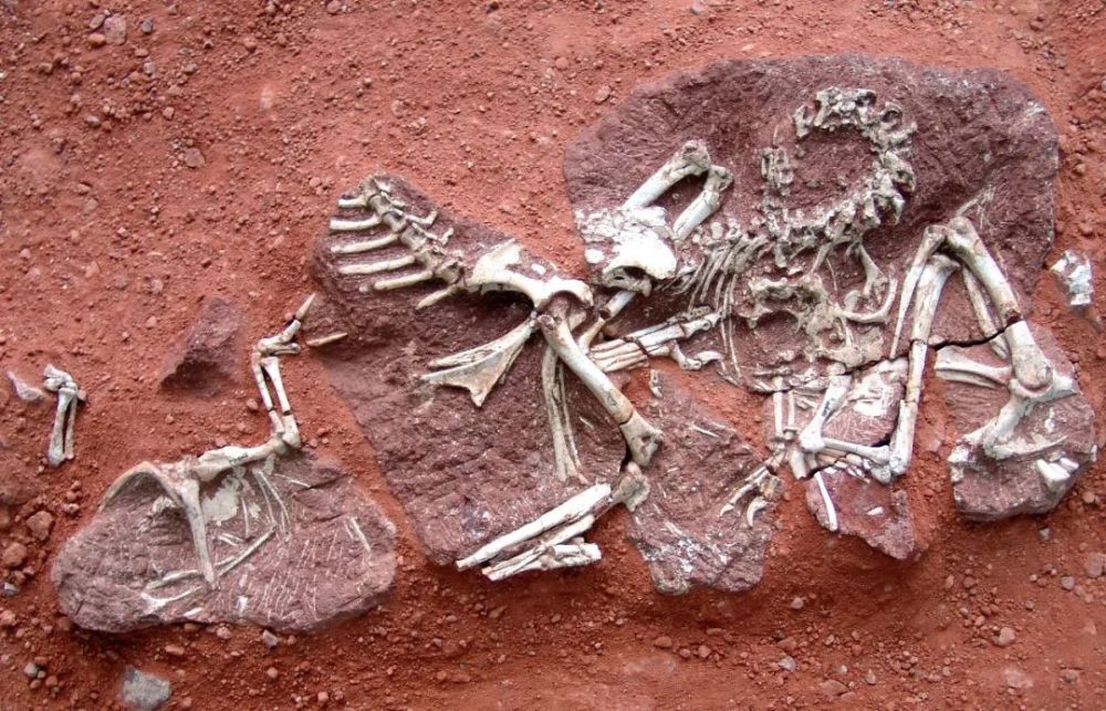 考古沉睡千万年的上古宝物——恐龙化石