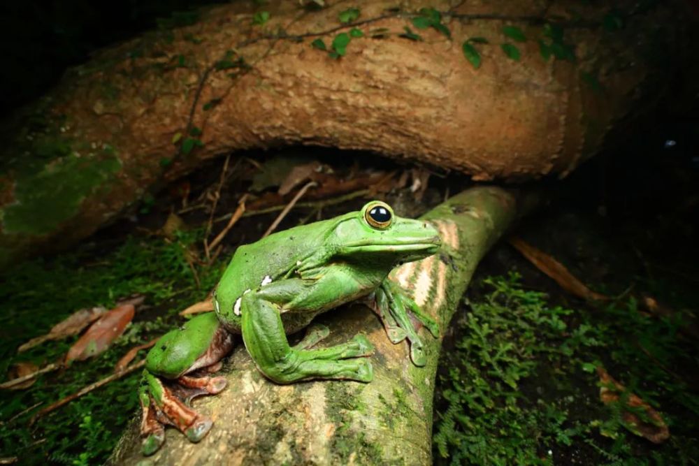 树蛙其实是被毒绿的